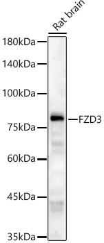 FZD3 Rabbit pAb