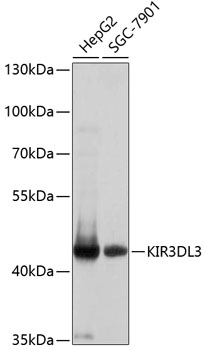KIR3DL3 Rabbit pAb