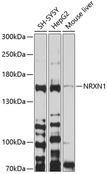 NRXN1 Rabbit pAb