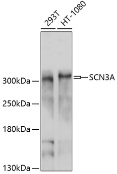 SCN3A Rabbit pAb