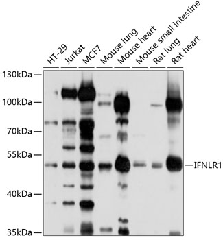 IFNLR1 Rabbit pAb
