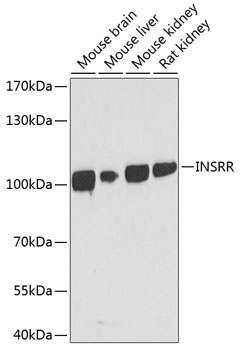 INSRR Rabbit pAb