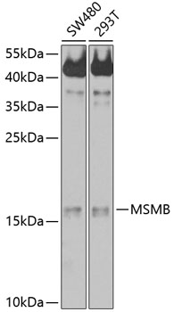 MSMB Rabbit pAb