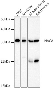 NACA Rabbit pAb