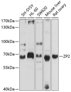 ZP2 Rabbit pAb