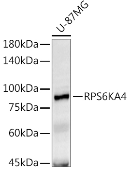 RPS6KA4 Rabbit pAb