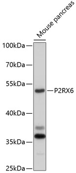 P2RX6 Rabbit pAb