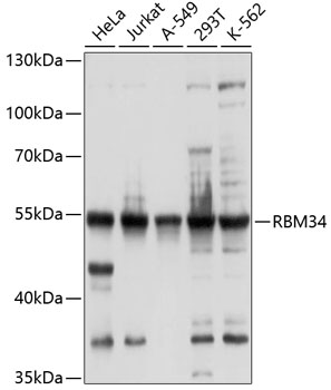 RBM34 Rabbit pAb