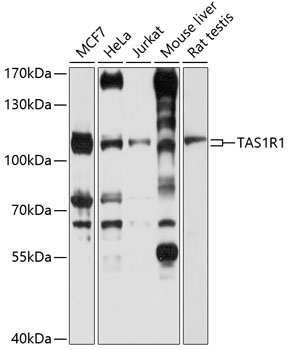 TAS1R1 Rabbit pAb