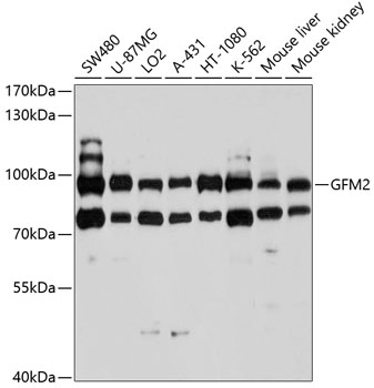 GFM2 Rabbit pAb