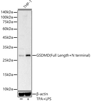 GSDMD (Full Length+N terminal) Rabbit pAb