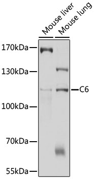 C6 Rabbit pAb