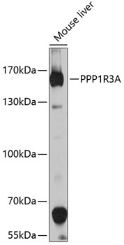 PPP1R3A Rabbit pAb