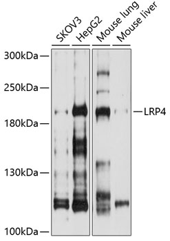 LRP4 Rabbit pAb