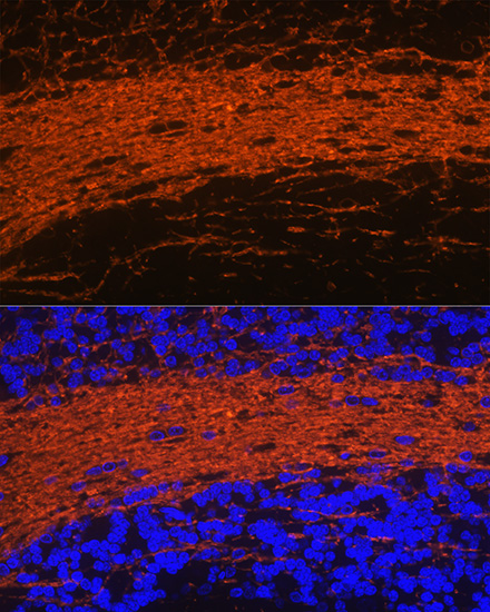CNPase Rabbit pAb