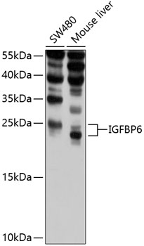 IGFBP6 Rabbit pAb