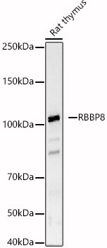 RBBP8 Rabbit pAb