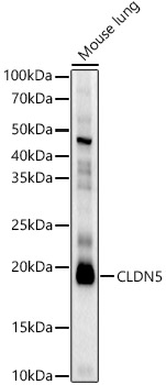 CLDN5 Rabbit pAb