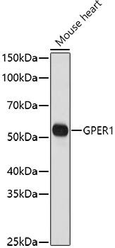 GPER1 Rabbit pAb