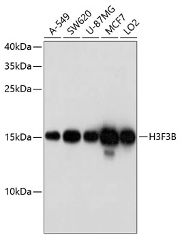 H3F3B Rabbit pAb