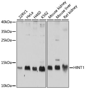 HINT1 Rabbit pAb