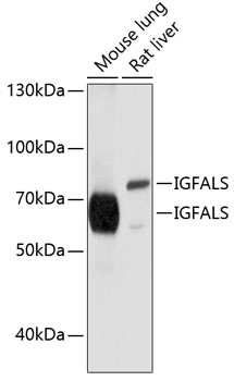IGFALS Rabbit pAb