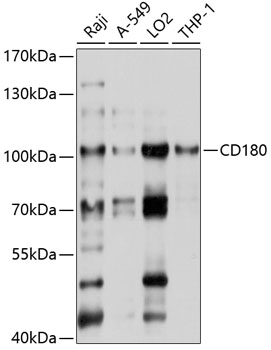 CD180 Rabbit pAb