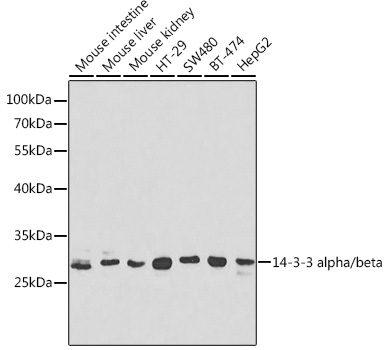 14-3-3 alpha/beta Rabbit pAb
