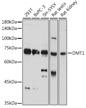 DMT1/SLC11A2 Rabbit pAb