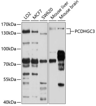 PCDHGC3 Rabbit pAb
