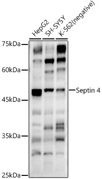 Septin 4 Rabbit pAb