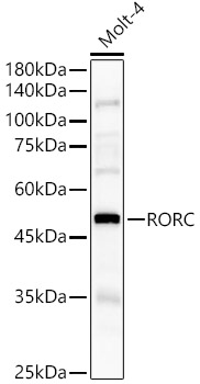 RORC Rabbit pAb