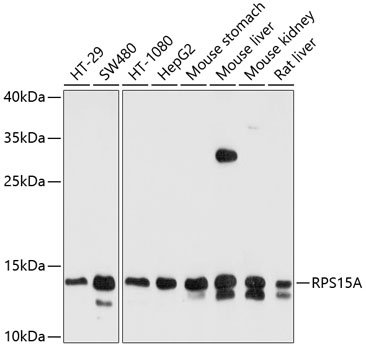 RPS15A Rabbit pAb
