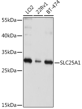 SLC25A1 Rabbit pAb