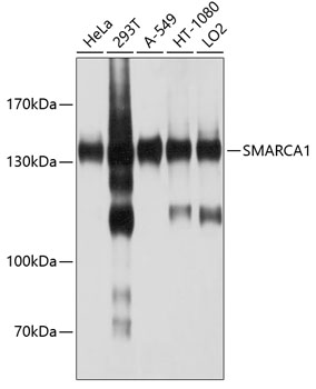 SMARCA1 Rabbit pAb