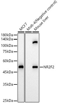 NR2F2 Rabbit pAb