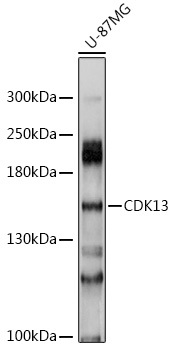 CDK13 Rabbit pAb