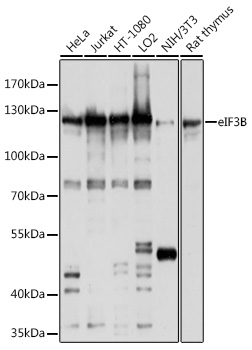 eIF3B Rabbit pAb