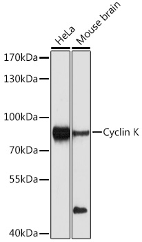 Cyclin K Rabbit pAb