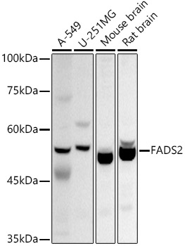 FADS2 Rabbit pAb