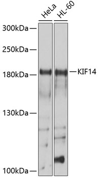 KIF14 Rabbit pAb