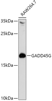 GADD45G Rabbit pAb