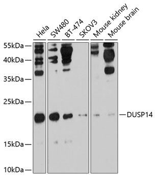 DUSP14 Rabbit pAb
