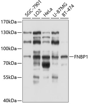 FNBP1 Rabbit pAb