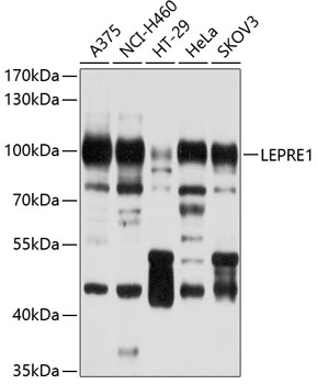 LEPRE1 Rabbit pAb