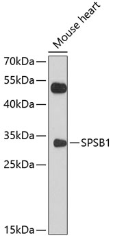 SPSB1 Rabbit pAb