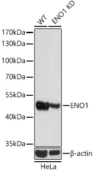 [KD Validated] ENO1 Rabbit pAb