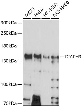 DIAPH3 Rabbit pAb