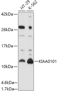 KIAA0101 Rabbit pAb