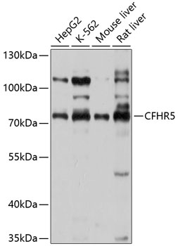 CFHR5 Rabbit pAb